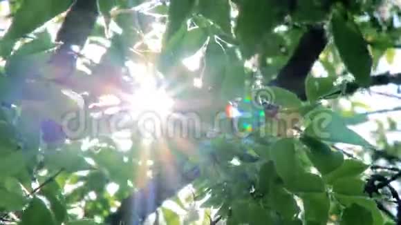 太阳在树叶中旋转视频的预览图
