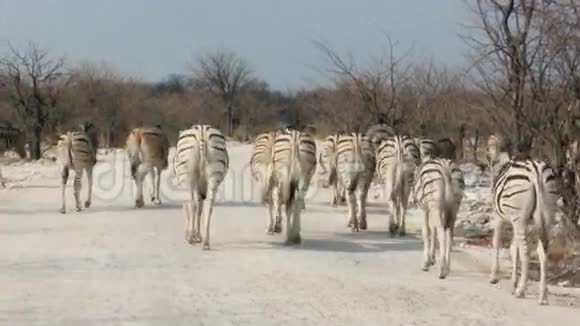 斑马穿越尘土飞扬的非洲国家公园视频的预览图