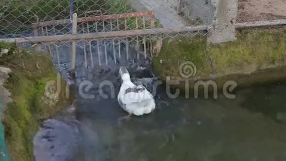 一只灰色的鹅在河里漂浮着纯净的水视频的预览图