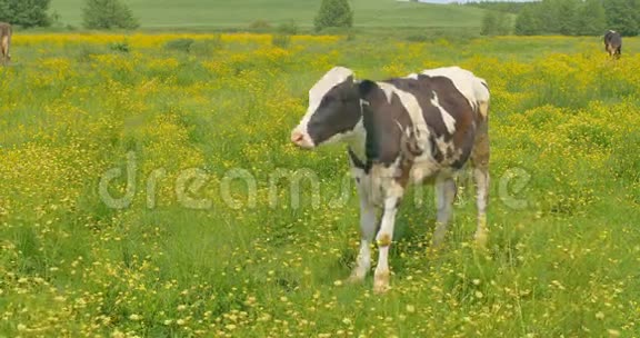奶牛在夏季牧场的草地上吃草视频的预览图