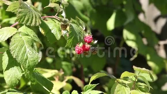 大自然中的树莓放大视频的预览图