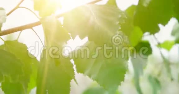 白桦树的枝干在阳光的照耀下显得年轻明亮晴天的桦树叶视频的预览图