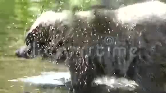 墨西哥浣熊在荒野中打拳视频的预览图