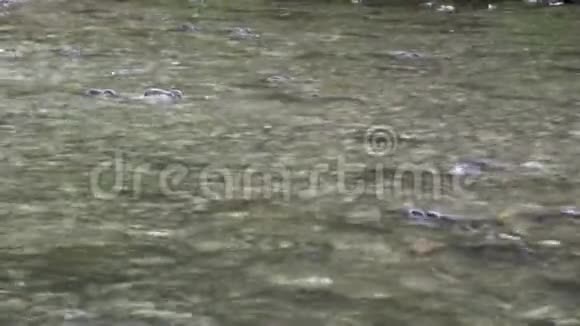 在阿拉斯加的水流中产卵的鲑鱼视频的预览图