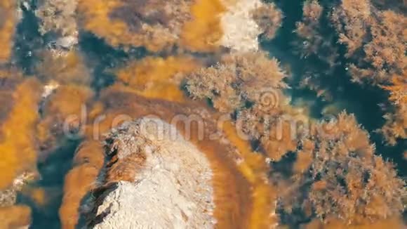 美丽的老大石头清澈的大海笼罩着各种藻类视频的预览图