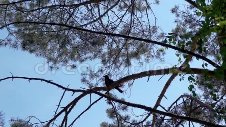 乌鸦坐在松树上视频的预览图