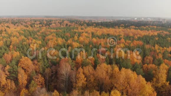 秋天美丽的森林有落叶和针叶树视频的预览图