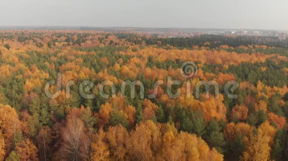 秋天美丽的森林有落叶和针叶树视频的预览图