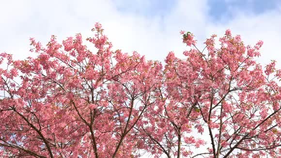 春天蓝天白云上有樱花树视频的预览图
