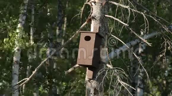 鸟舍森林树木自然视频的预览图