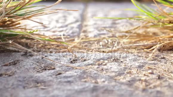 蚂蚁在草地和灯光之间的石地板上排成一排移动视频的预览图