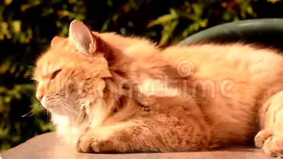 金猫晒太阳视频的预览图