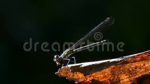 蜻蜓在叶子上吃蚜虫视频的预览图