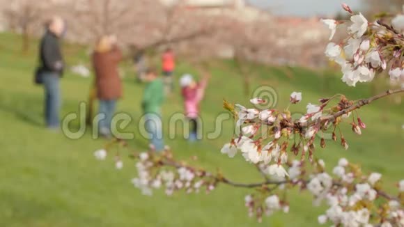 樱花树选择性聚焦模糊背景视频的预览图