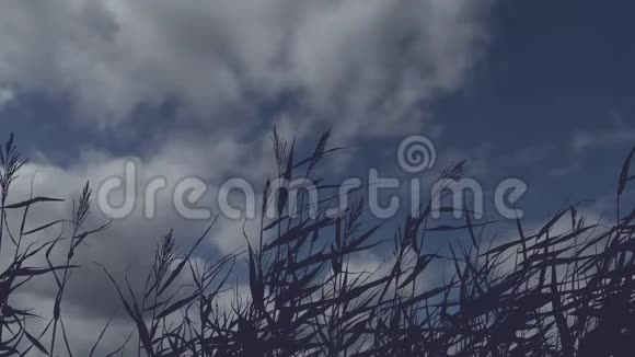 在移动的云的背景下一动不动的草地轮廓视频的预览图