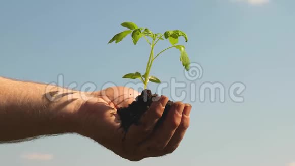 农民手中的幼芽园丁的双手捧着绿色的幼苗在手掌上对抗天空环境无害环境视频的预览图
