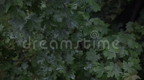 森林里的雨树站在院子里的雨中雨中的叶子把水滴滴在新鲜的绿色上视频的预览图