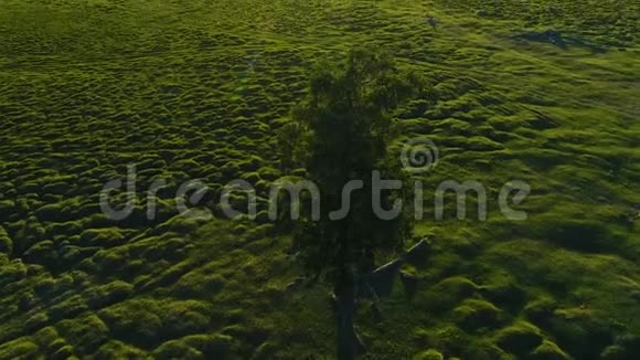 4K孤树在夏日田野上的日落日出空中慢动作4k视频的预览图