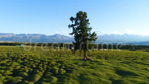 山顶上一棵孤独的贫瘠树的剪影映衬着超现实的日落天空空中慢动作4k视频的预览图