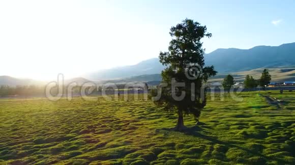 雄伟的单山毛榉树在山坡上山谷有阳光明媚的光束视频的预览图
