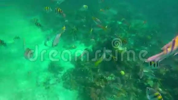 在加勒比海的鱼类特写乐园里鱼视频的预览图
