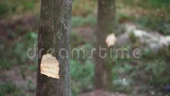 樵夫在4k灰尘后砍柴斧视频的预览图