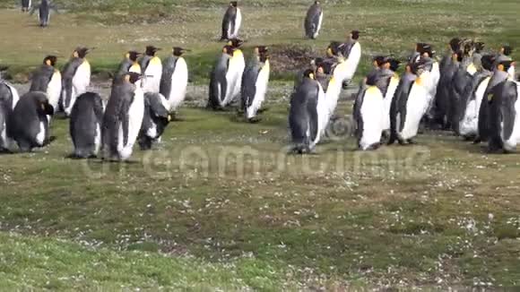 南极洲绿福克兰群岛上的帝国企鹅视频的预览图