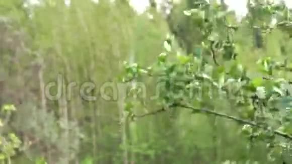 微风中的森林树木视频的预览图