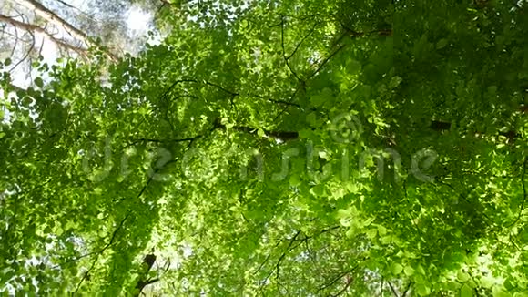 阳光穿过树叶密林中的太阳眩光视频的预览图