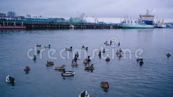 许多鸭子在水里游泳视频的预览图
