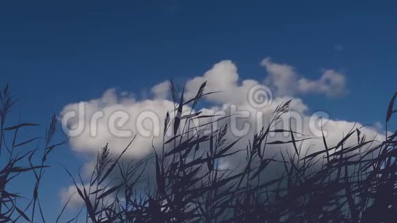 在移动的云的背景下一动不动的草地轮廓视频的预览图