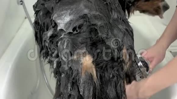 女人洗澡狗的手视频的预览图