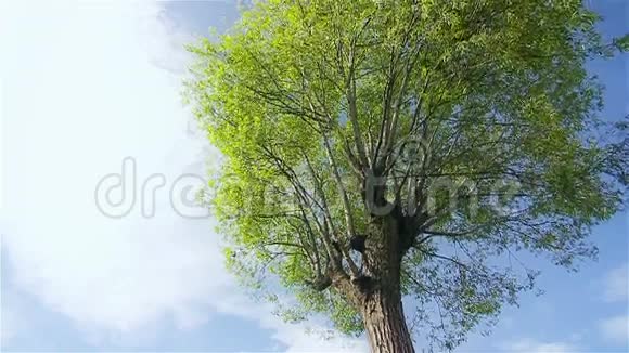 晴天的一棵大绿树视频的预览图