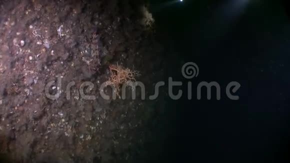 阿拉斯加海底海底的戈尔贡海视频的预览图