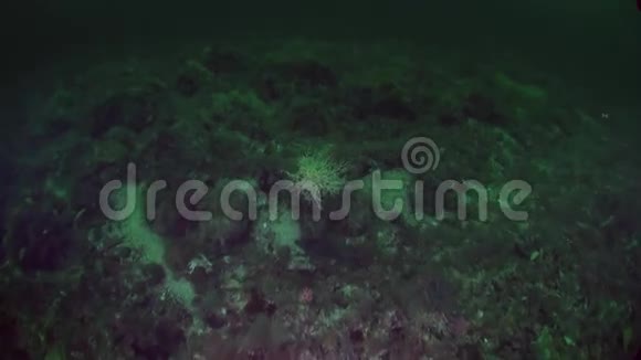 阿拉斯加海洋水下景观背景下的戈尔贡海视频的预览图