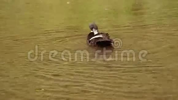 鸭子在山河里游泳洗澡视频的预览图