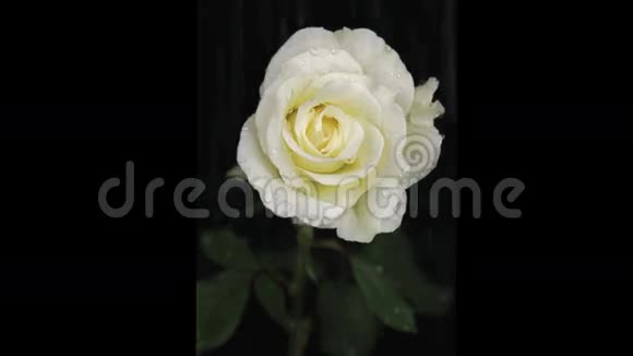 雨滴在一朵白玫瑰上视频的预览图