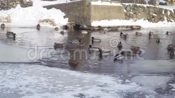鸭子和鸭子在冬天的池塘里游泳视频的预览图