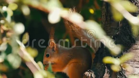 一只小红松鼠躲在树枝上吃坚果视频的预览图