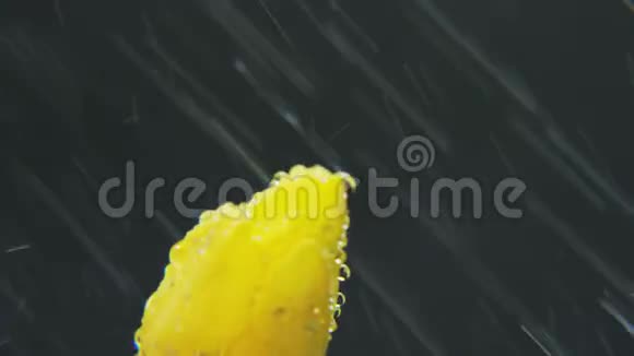 黄色郁金香在雨中旋转视频的预览图