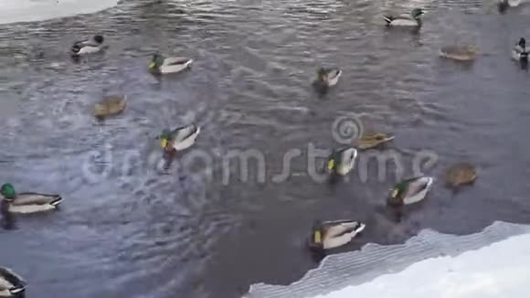 鸭子和鸭子在冬天的池塘里游泳视频的预览图