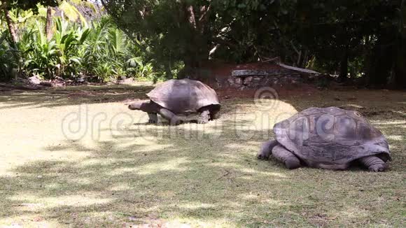 塞舌尔居里乌斯岛的巨型乌龟视频的预览图
