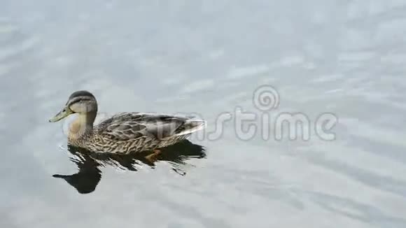 鸭子在波罗的海游泳视频的预览图