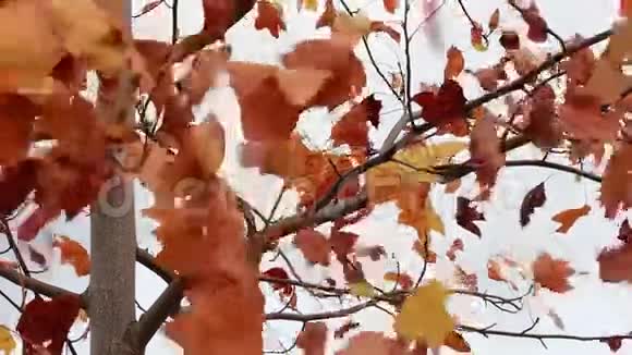 红色的秋叶在风中摇曳视频的预览图