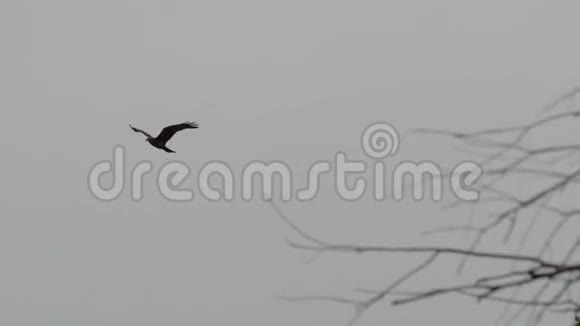 黑鸟在灰暗的天空中飞翔视频的预览图