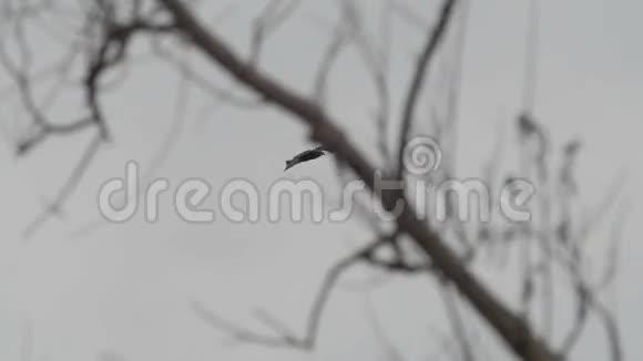 灰色天空上的一棵树一只孤独的黑鸟视频的预览图