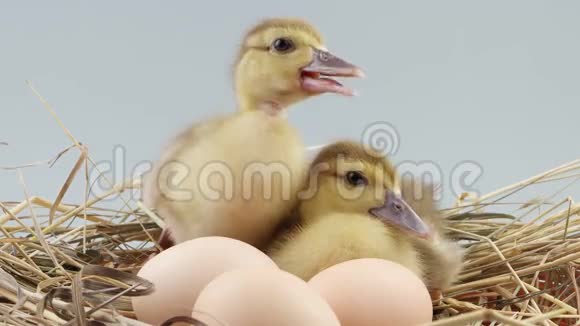 两只小鸭子坐在三个蛋附近的巢里视频的预览图