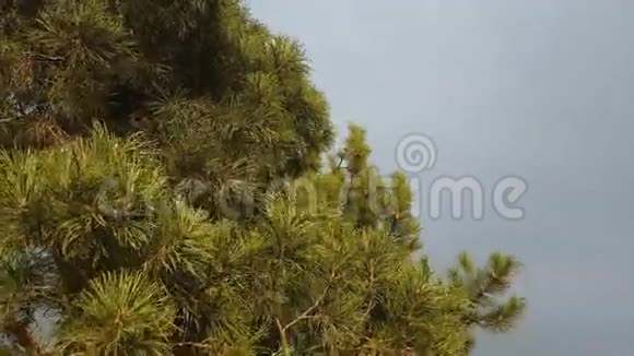 松树有绿色的松枝视频的预览图