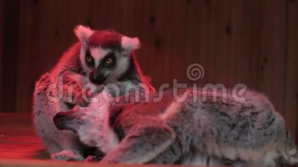 两只灰色狐猴坐得很近视频的预览图