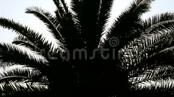 剪影日落棕榈树视频的预览图